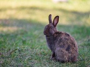 Pictured is a bunny in Lindsay Park outside the MNP Community and Sport Centre on Tuesday, September 6, 2022.