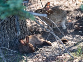 Pictured are rabbits in Lindsay Park outside the MNP Sports and Community Center on Tuesday, September 6, 2022.