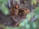 A bunny is spotted in Lindsay Park outside the MNP Community and Sports Center on September 6, 2022. 