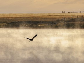 A blue heron flies over a pond east of Irricana, Ab., on Tuesday, September 6, 2022.