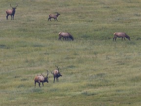 A pair of bull elk square off at the Ann and Sandy Cross Conservation Area southwest of Calgary, Ab., on Tuesday, September 13, 2022.