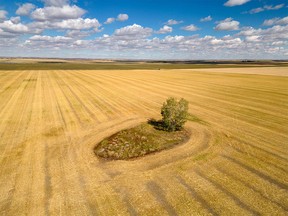 A lone poplar surrounded by the patterns on a harvested field east of Stavely, Ab., on Tuesday, September 20, 2022.
