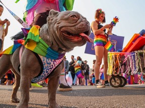Canine Vixen was ready to celebrate during the Pride Parade in downtown on Sunday, September 4, 2022.