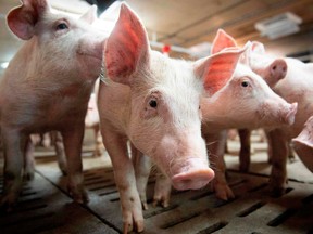 (FILES) In this June 26, 2019 file photo, pigs are seen at the Meloporc farm in Saint-Thomas de Joliette, Quebec, Canada.  Canada is taking steps to prevent African swine fever from entering pig farms in this country.