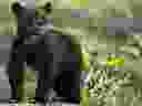 File photo of a black bear cub.