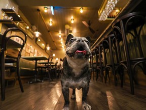 Penny the French bull dog, the namesake for Frenchie Wine Bar in Calgary, was photographed on Thursday, September 8, 2022. 
Gavin Young/Postmedia