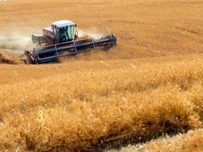 Farmers harvest their crops just north of Calgary on Monday, August 29, 2022. Western Canada has the potential to produce and export even more crops for a hungry world, say writers Tamara Vrooman and Susannah Pierce of the Canadian Chamber of Commerce.