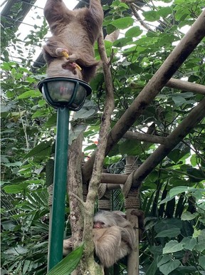 Selvatura Park in the Monteverde Cloud Forest has a sloth sanctuary, a butterfly garden, hanging bridges and a rainforest zipline.