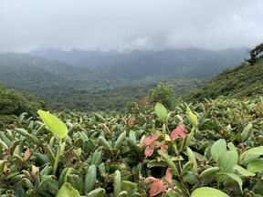 The lush landscape in Monteverde Cloud Forest in northern Costa Rica. Photos, Michele Jarvie