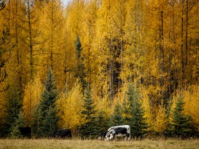 Cattle in a pasture in front of larch trees near Caroline on Oct. 7, 2019.