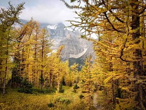 Larch Valley in Banff National Park.