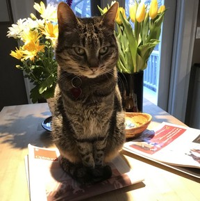 Despite a lengthy search, Luna the columnist’s cat has still not been found. Courtesy, Alex Berenyi