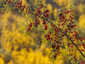 Buffalo berries along the Rosebud River near the town of Rosebud, Ab., on Tuesday, September 27, 2022.