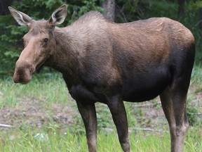 A moose forages along Highway 22 near Kananaskis in this file photo.
