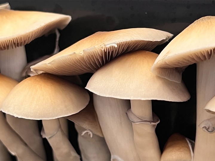  B.C. psilocybin producer Optimi Health is in talks with the Alberta government to become the province’s supplier for the substance in use in palliative care and in treating mental illness.