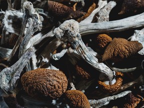 B.C. psilocybin producer Optimi Health is in talks with the Alberta government to become the province’s supplier for the substance in use in palliative care and in treating mental illness.