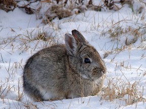 FILE PHOTO: A cottontail nibbles on grass along the Rosebud River at Rosedale, Alta., on Tuesday December 30, 2014.