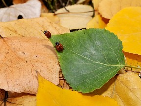 Trillions of insects are getting ready for winter. What are you doing to prepare for the coming changes? asks Pastor John Van Sloten.