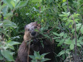 A beaver munches foliage in Airdrie’s Waterstone neighbourhood.
