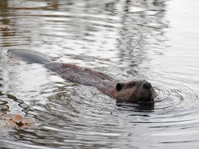 A beaver swims in Nose Creek in Airdrie’s Waterstone neighbourhood earlier this month.