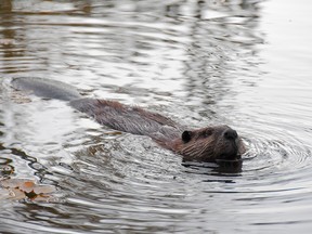 Airdrie seeks options as beavers destroy bushes, threaten pets Airdrie seeks options as beavers destroy bushes, threaten pets