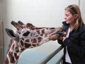 Calgary Zoo curator Colleen Baird with Carrie the giraffe in 2013.