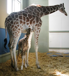 Carrie with calf Moshi, shortly after her birth in 2008.