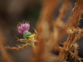 A very late thistle blossom in the Bow River valley south of Carseland, Alta., on Tuesday, October 25, 2022.