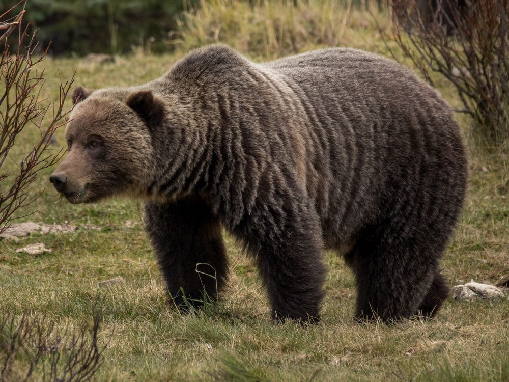 southwest-calgary-park-closed-due-to-bear-activity-calgary-sun