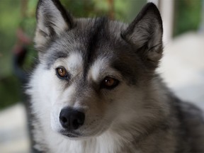 A photo of Clive and Carol-Ann Jackson’s husky, called Cooper, who escaped through an open gate while contractors were doing work on their new home.