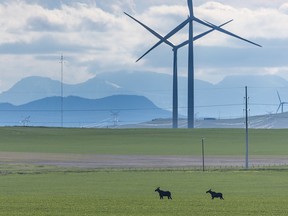 A pair of moose stand in a field near a wind farm east of Pincher Creek.