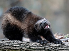 A wolverine is pictured at the Animal Park of Sainte-Croix in Rhodes, eastern France. Wolverine populations are on the decline in Canada's Rocky Mountain parks.