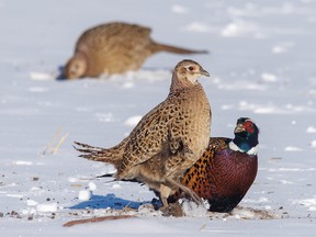 A bit of an argument breaks out as pheasants forage in the snow near Carseland, Ab., on Tuesday, November 8, 2022.