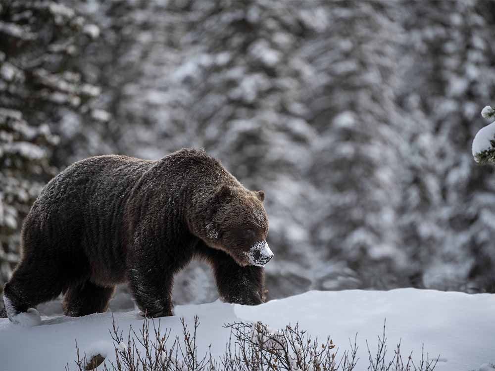 Prolific grizzly 'The Boss' hazed after feasting on fruit trees in ...