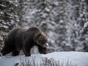 Recent photos of the legendary grizzly bear named 'The Boss' by award-winning wildlife photographer Jason Leo Bantle.