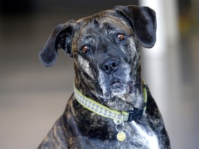 The Calgary Humane Society is looking to adopt Aster, an eight-year-old large mixed breed, who has been with the shelter for 476 days without any luck in finding her new forever home. Photo taken in Calgary on Thursday, November 3, 2022.
