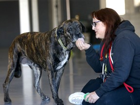 Chris Webber joue Aster, une grande race mixte de huit ans que la Calgary Humane Society cherche à adopter. Aster est au refuge depuis 476 jours sans aucune chance de trouver sa nouvelle maison pour toujours. La photo a été prise à Calgary le jeudi 3 novembre 2022.