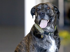 The Calgary Humane Society successfully matched Aster, an eight-year-old large mixed breed, with a forever home.  The pooch was at the shelter for almost 500 days.  Photo taken in Calgary on Thursday, November 3, 2022.