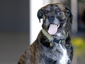 The Calgary Humane Society successfully matched Aster, an eight-year-old large mixed breed, with a forever home. The pooch was at the shelter for almost 500 days. Photo taken in Calgary on Thursday, November 3, 2022.