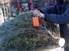 A Christmas tree is ready for pickup at Plantation Garden Center on December 13, 2021. Demand for trees in Calgary is stronger than ever this year.  Darren Makovichuk/Postmedia