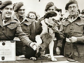 Sur cette photo du Dispensaire populaire pour animaux malades, la Médaille Deakin du courage animal est honorée, un chien de race Collie nommé Rob, pour avoir effectué plus de 20 sauts en parachute tout en travaillant dans la guerre clandestine sur les débarquements nord-africains.  la deuxième Guerre mondiale.