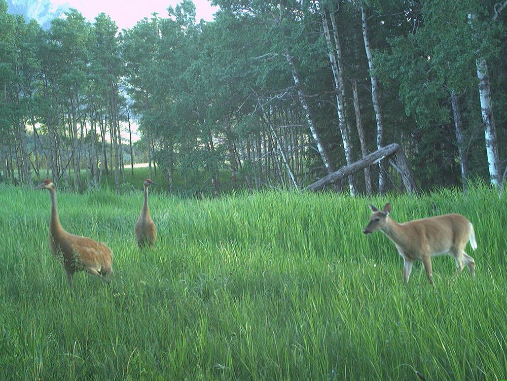 wildlife viewing cameras