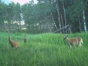 A trail camera image shows a variety of wildlife captured in or near the Crowsnest Pass in the Linking Landscapes wildlife monitoring project.