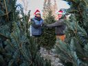 Jeffrey Fauteax, left, and Bruce Wilkins sort trees Monday at the Christmas Tree Shop in Okotoks.