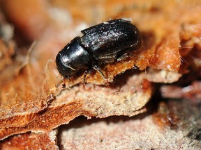 FILE PHOTO: A live mountain pine beetle southwest of Grande Prairie on September 7, 2012.