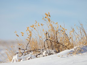 Timothy and barbed wire east of Rosebud, Ab., on Tuesday, November 29, 2022.