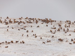 Late-day light on a large herd of elk grazing in the foothills southwest of Calgary, Ab., on Tuesday, December 6, 2022.