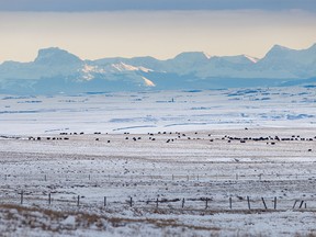 The last light of day catches the mountains south of Cowley, Ab., on Tuesday, December 13, 2022.