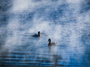 Ducks stay warm in some open water in the East Village as steam rises on a bitterly cold day in Calgary, Monday, Dec. 19, 2022. Extremely cold temperatures are forecast for most of the week in the city.