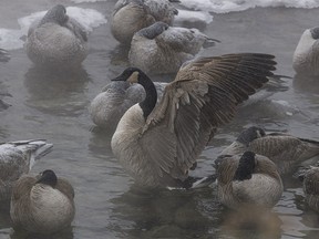 A Canada goose flexes its wings among its frost-covered friends on the Elbow River in Calgary, Ab., on Tuesday, December 20, 2022.